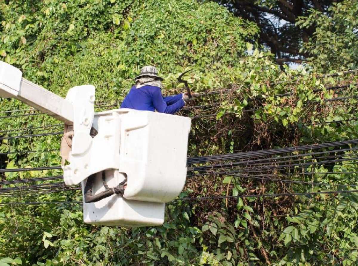 ‎ECG targets vegetation control to improve supply reliability in Ashanti Region